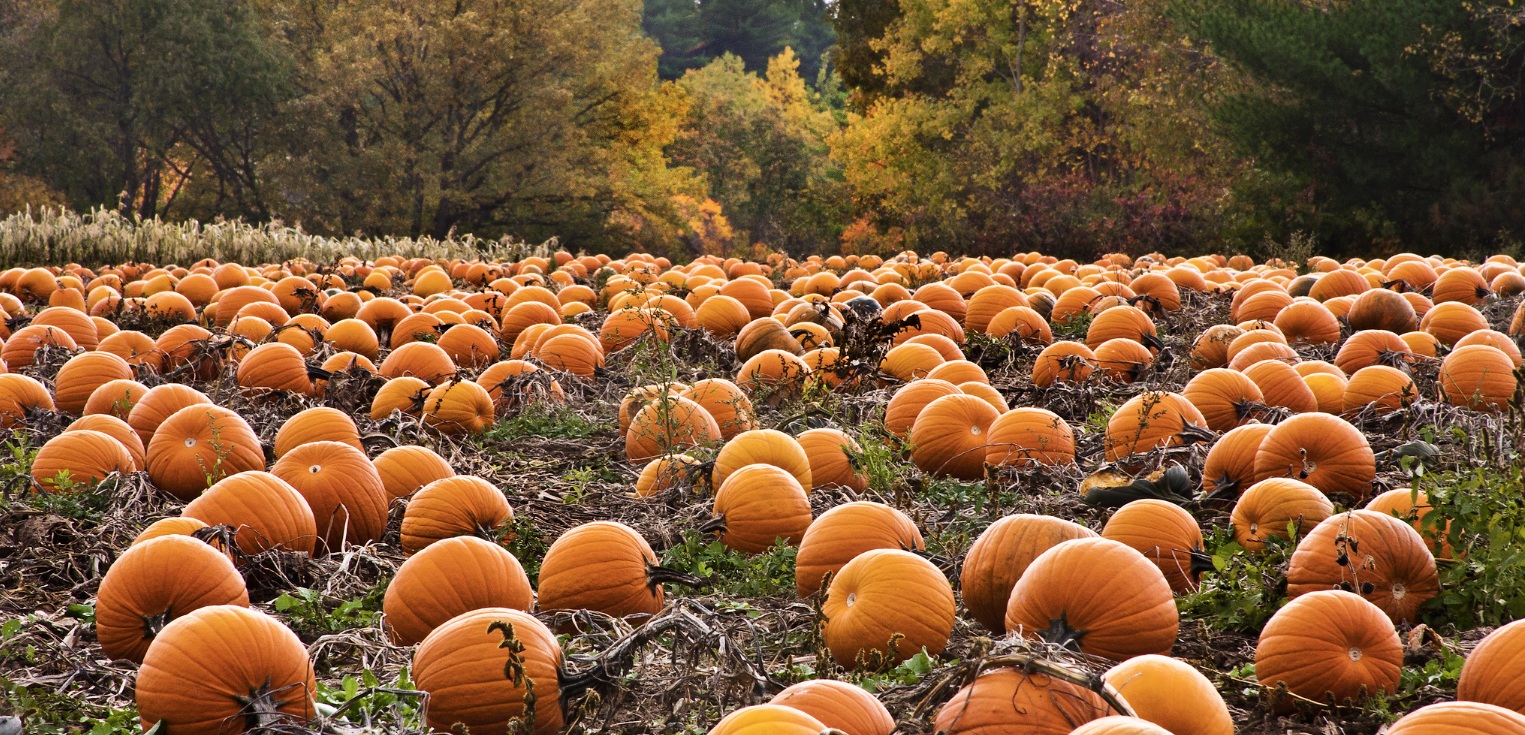 Pumpkin Patch